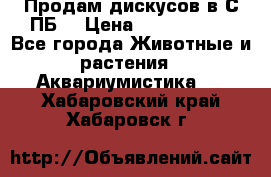 Продам дискусов в С-ПБ. › Цена ­ 3500-4500 - Все города Животные и растения » Аквариумистика   . Хабаровский край,Хабаровск г.